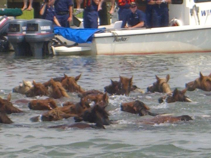 Chincoteague Pony Swim July 2007 056.JPG